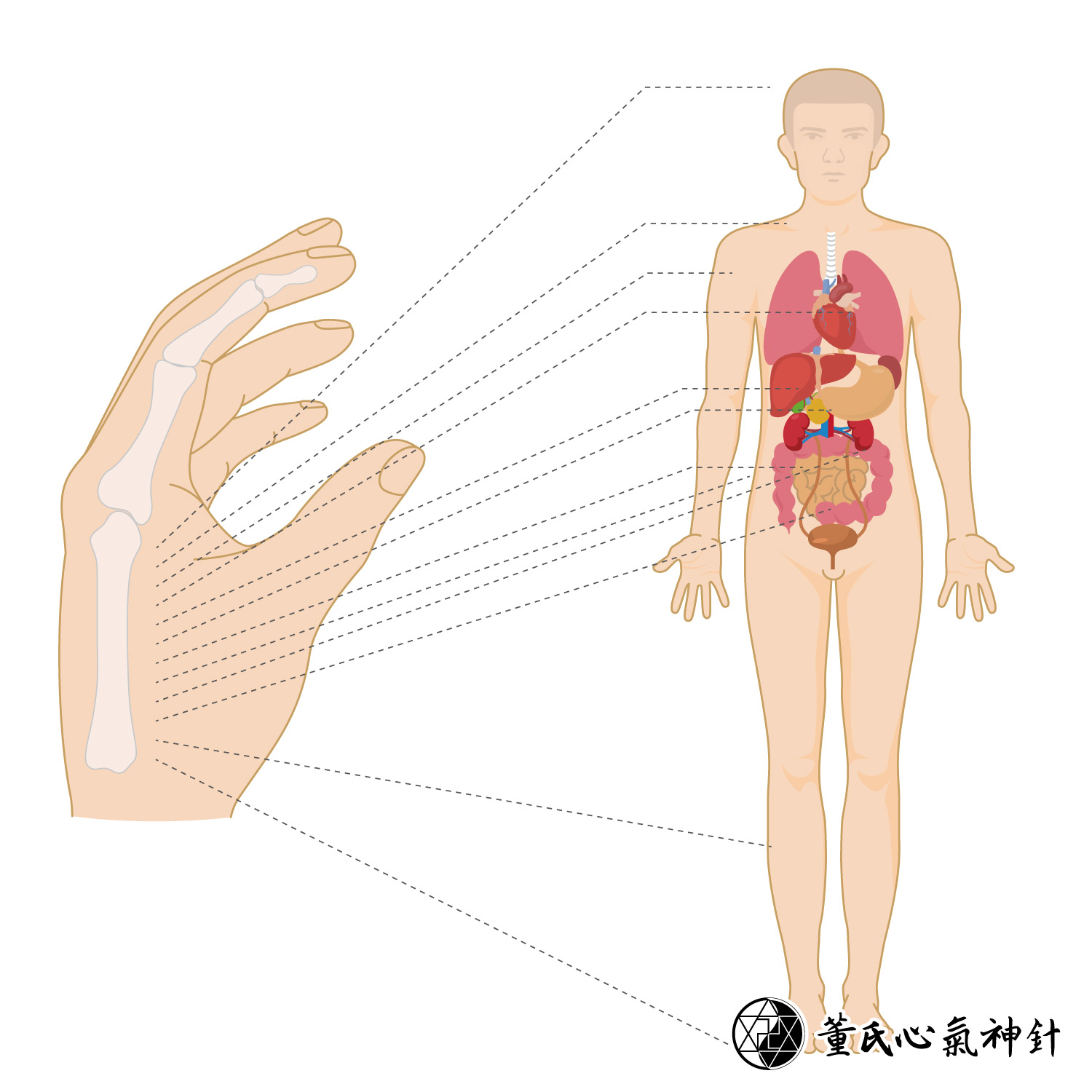 第二掌骨全息示意圖